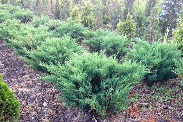 Juniper stunted: photo varieties, basic information