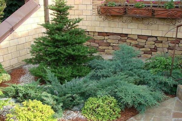 Juniper stunted: photo varieties, basic information