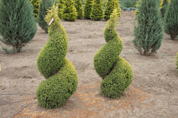 Low-growing junipers: species with descriptions, photos