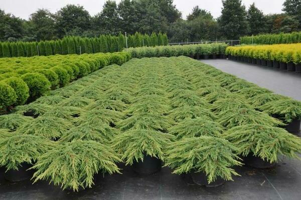 Low-growing junipers: species with descriptions, photos