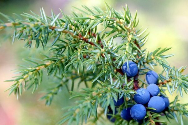 Common juniper: description of species