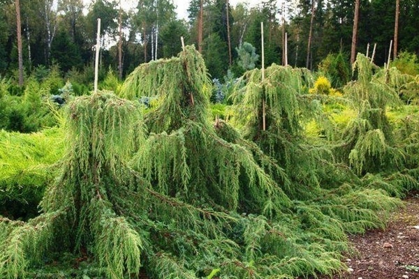 Karaniwang juniper: larawan at paglalarawan ng mga pagkakaiba-iba