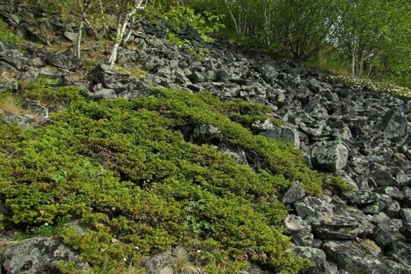 Siberian juniper