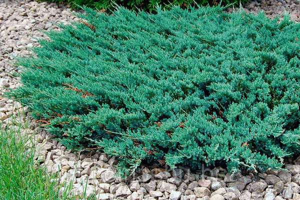 Juniper creeping: photo, characteristics