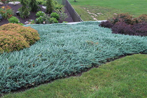 Juniper creeping: types of culture