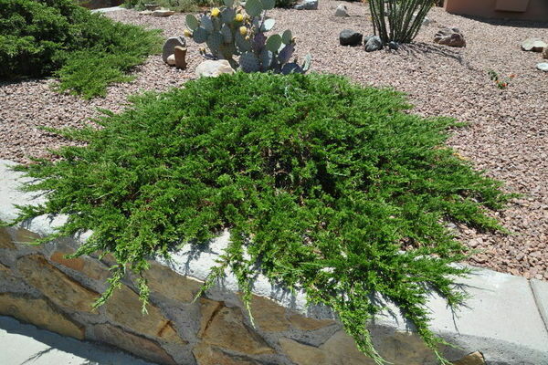 Juniper Tamariscifolia: general information about the variety