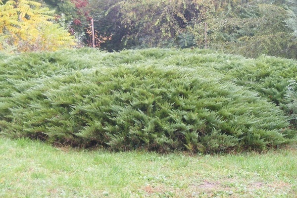 Tamariscifolia juniper: larawan sa site