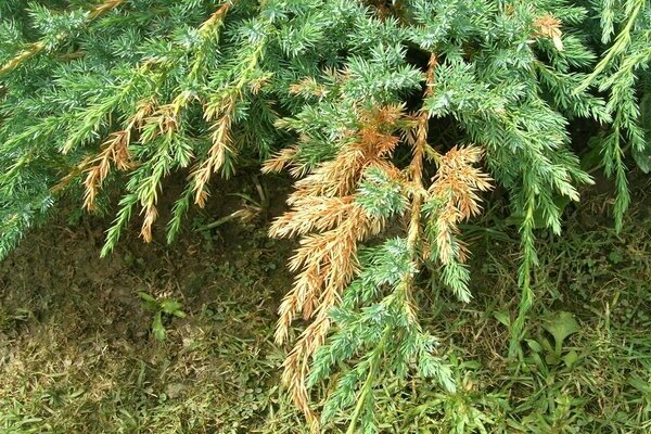 juniper turns yellow