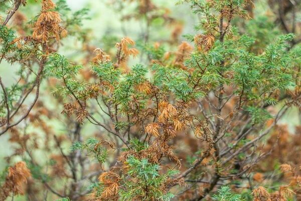 juniper turns yellow