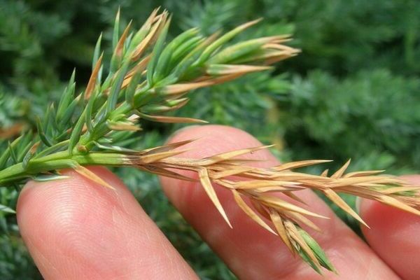 juniper turns yellow