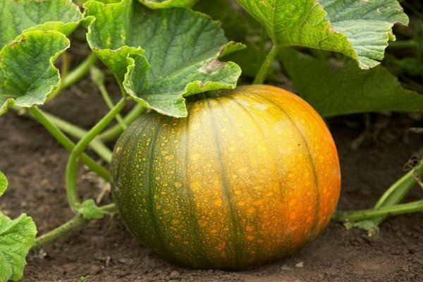 Growing pumpkin outdoors