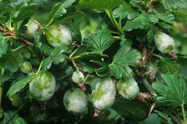 powdery mildew treatment