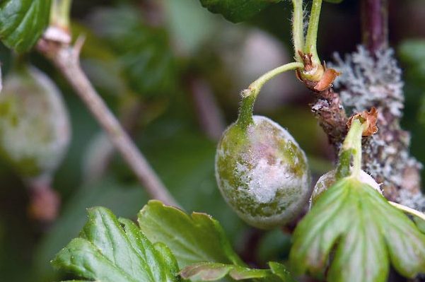 powdery mildew control measures