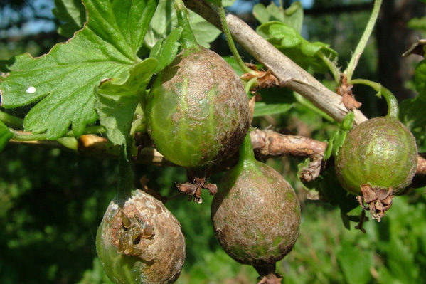 pulbos amag + sa mga gooseberry