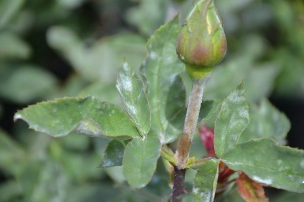 Powdery mildew on roses