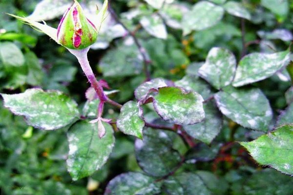 Powdery mildew on roses