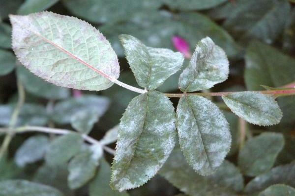 Powdery mildew on roses