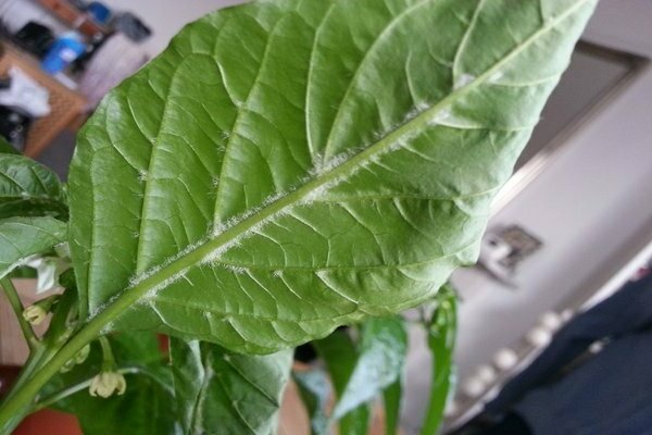 the leaves of the seedlings turn white