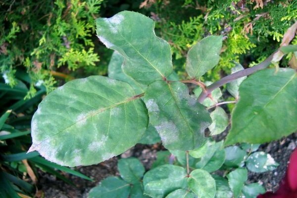 Powdery mildew on roses