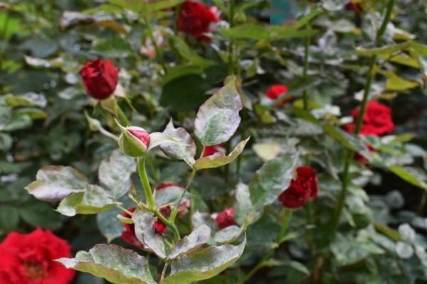 Powdery mildew on roses