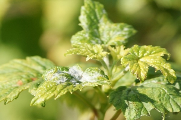 Powdery mildew on currants