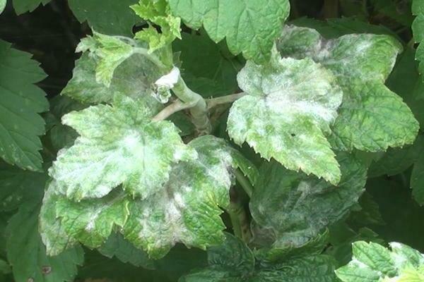 Powdery mildew on currants