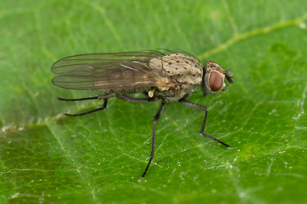 Mouche de l'oignon