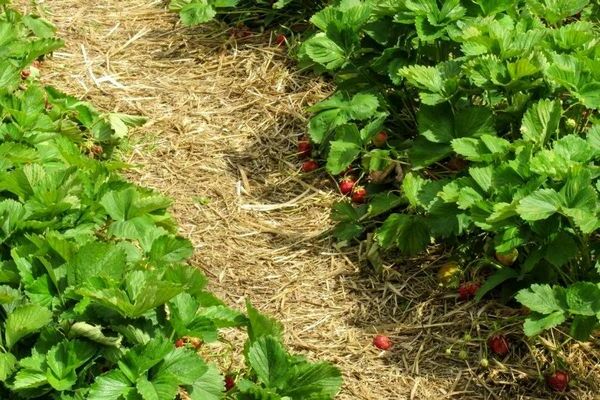 pag-aani ng strawberry