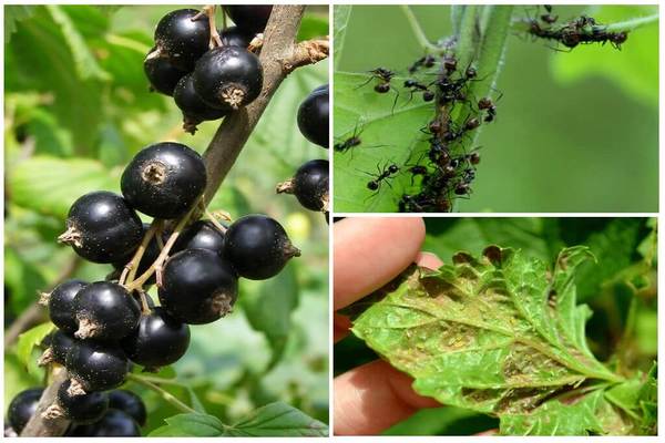 kung paano iproseso ang mga currant mula sa aphids at ants