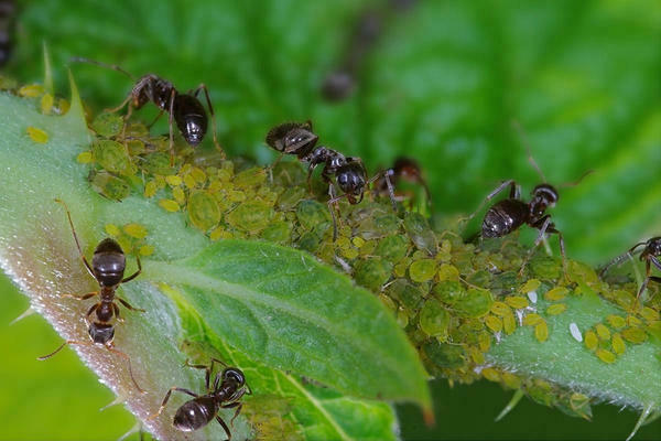 Mga langgam at aphids: impormasyon tungkol sa mga aphid