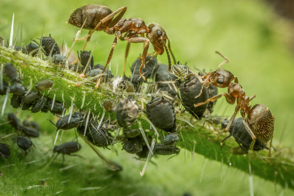 Ameisen und Blattläuse: wie man sie loswird, Informationen über ihre Symbiose