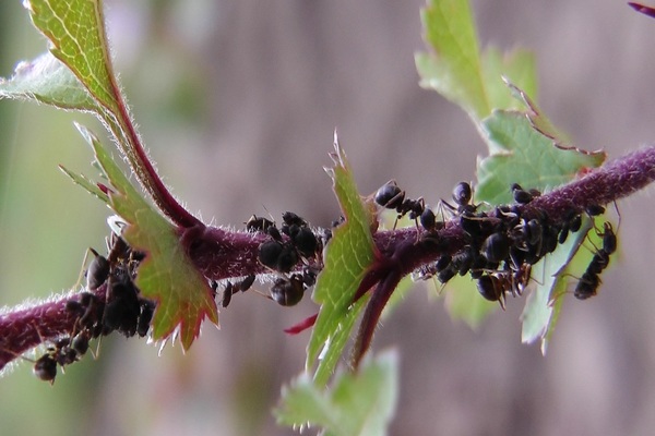 kung paano makatipid ng mga currant mula sa mga ants at aphids