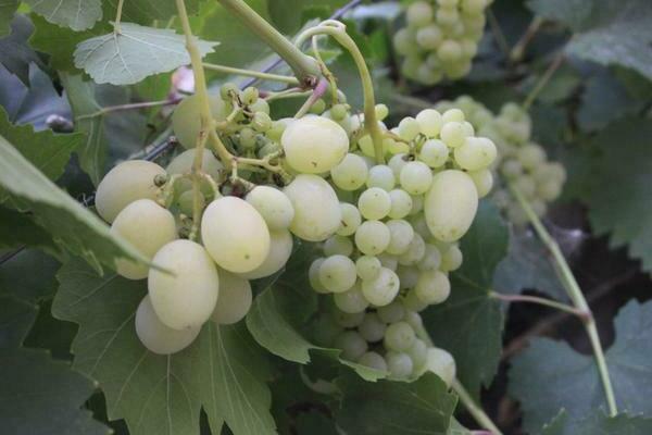 white grape varieties