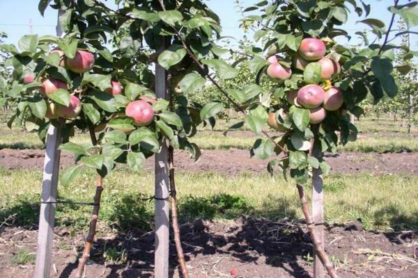 apple tree Medunitsa