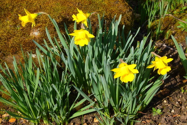 Tubular daffodil: mga pagkakaiba-iba, paglalarawan