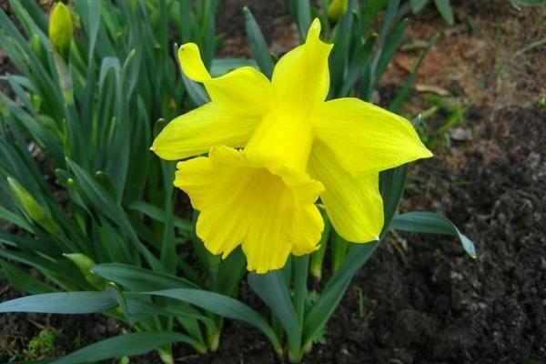 Jonquilles tubulaires: variétés, description