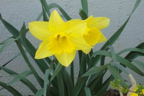 Jonquilles tubulaires: variétés, description