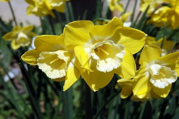 Jonquilles jaunes: variétés avec photos