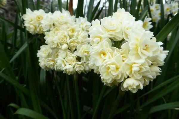 Jonquilles jaunes: variétés avec photos