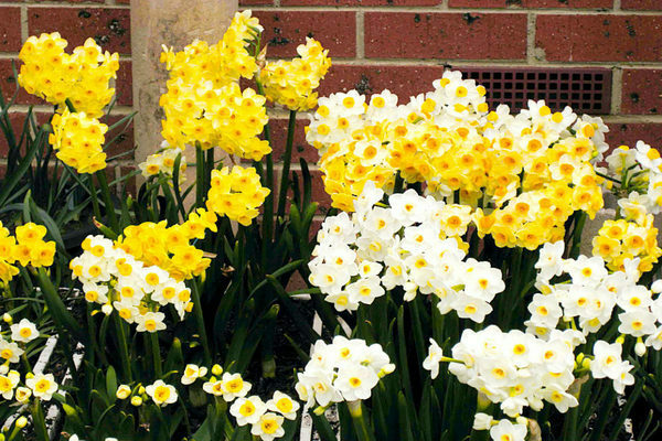 Jonquilles jaunes: variétés avec photos