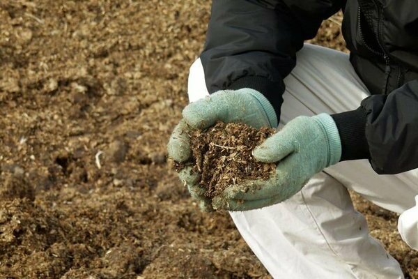 soil for grapes