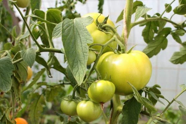 warum + Tomaten nicht reifen + im Gewächshaus