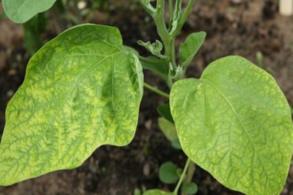 eggplant leaves turn yellow