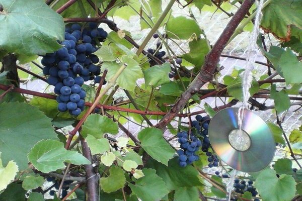 Popular uncovered grape varieties