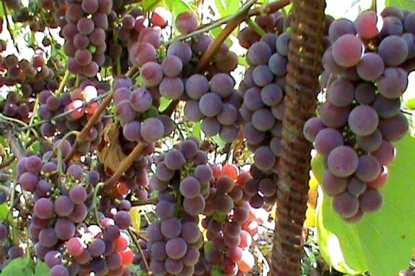 Popular uncovered grape varieties