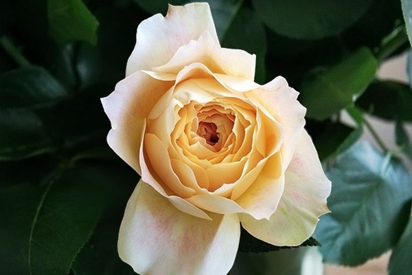 Rose Grandiflora