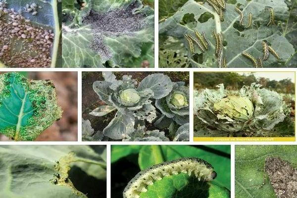 Pest control of cabbage