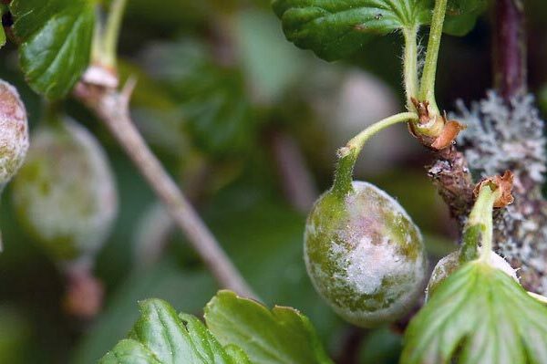 gooseberry + control ng peste