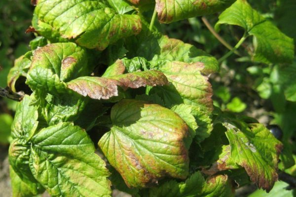 gooseberry + pest control