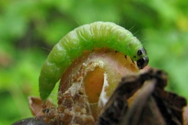 gooseberry processing + powdery mildew